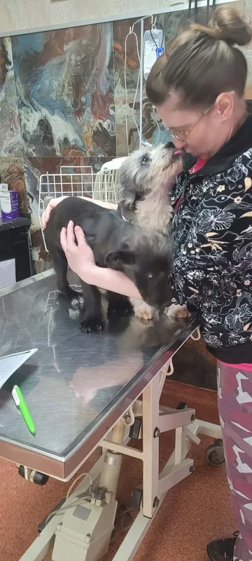 Dolly, rescuehund i Rumänien, bild 2