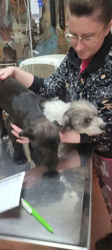 Dolly, rescuehund i Rumänien, bild 3