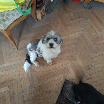 Dolly, rescuehund i Rumänien, bild 4