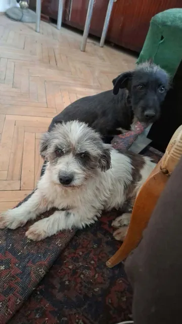 Dolly, rescuehund i Rumänien, bild 5