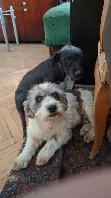 Dolly, rescuehund i Rumänien, bild 6