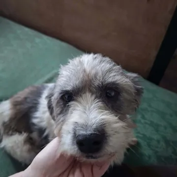 Dolly, rescuehund i Rumänien, bild 7