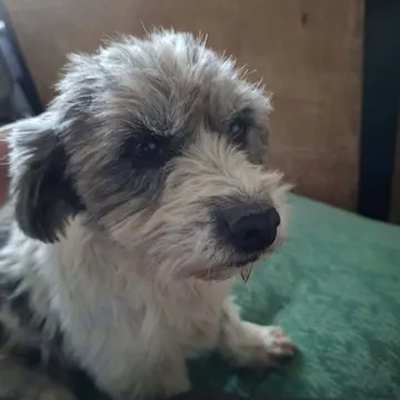 Dolly, rescuehund i Rumänien, bild 8