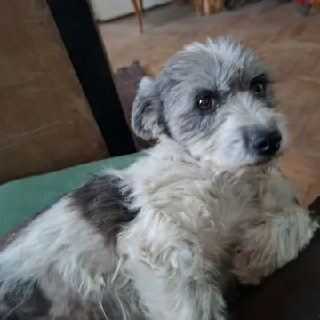Dolly, rescuehund i Rumänien, bild 9