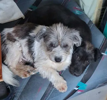 Dolly, rescuehund i Rumänien, bild 10