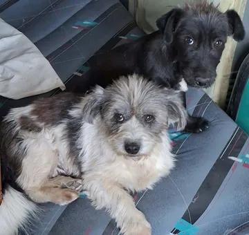 Dolly, rescuehund i Rumänien, bild 11