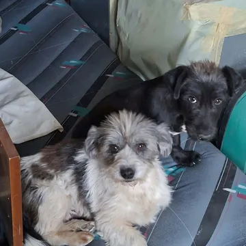 Dolly, rescuehund i Rumänien, bild 12