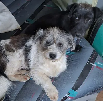 Dolly, rescuehund i Rumänien, bild 13