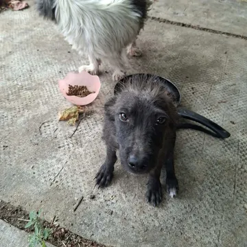 Dolly, rescuehund i Rumänien, bild 14