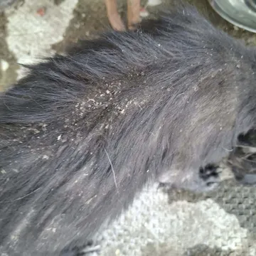 Dolly, rescuehund i Rumänien, bild 15
