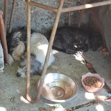 Dolly, rescuehund i Rumänien, bild 17