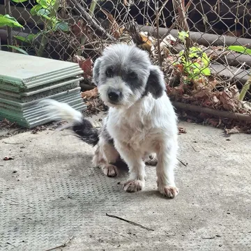 Dolly, rescuehund i Rumänien, bild 18