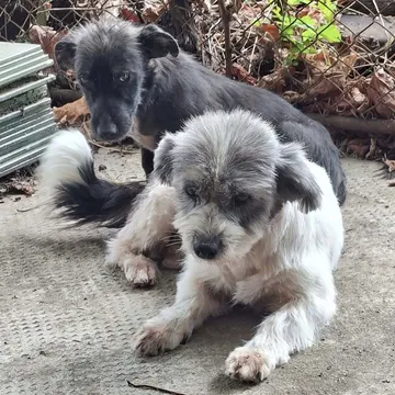 Dolly, rescuehund i Rumänien, bild 19