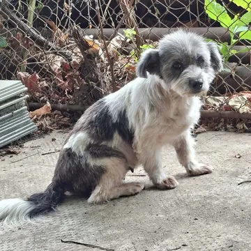 Dolly, rescuehund i Rumänien, bild 20