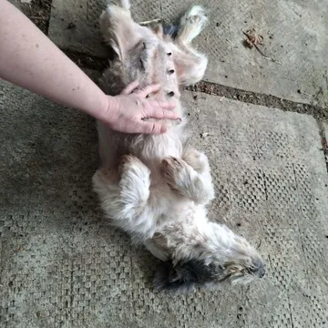 Dolly, rescuehund i Rumänien, bild 21
