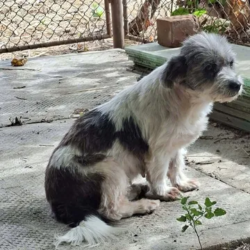 Dolly, rescuehund i Rumänien, bild 23