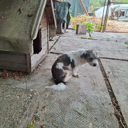 Dolly, rescuehund i Rumänien, bild 3