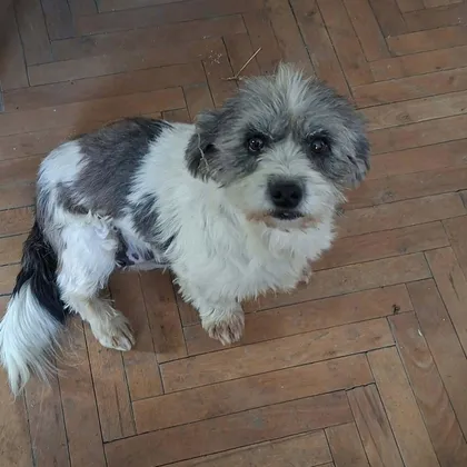 Dolly, rescuehund i Rumänien, bild 2