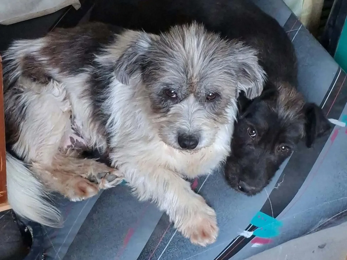Dolly, info kommer som söker hem via Ohana Rescue och finns i Rumänien