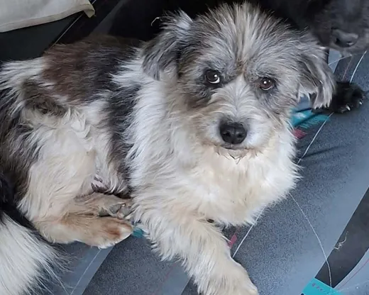 Dolly, info kommer som söker hem via Ohana Rescue och finns i Rumänien