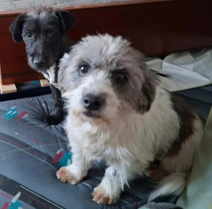 Dolly, rescuehund i Rumänien, bild 1