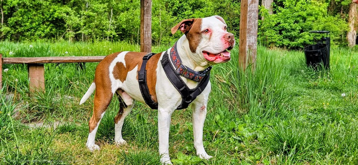 Dorian, blandras som söker hem via Ohana Rescue och finns i Polen
