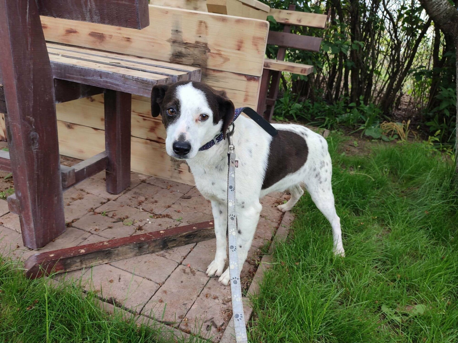 Dylan, rescuehund i Rumänien, bild 1