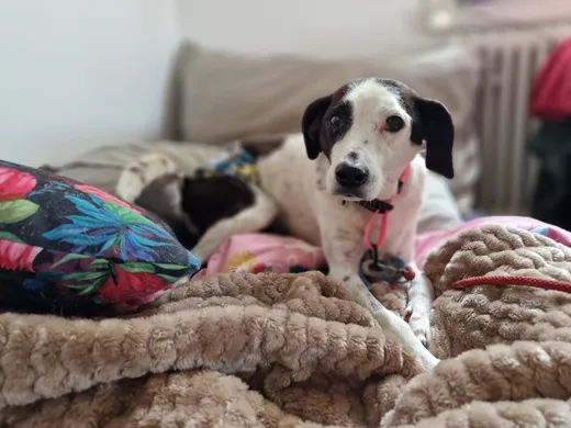 Dylan, blandras som söker hem via Ohana Rescue och finns i Rumänien