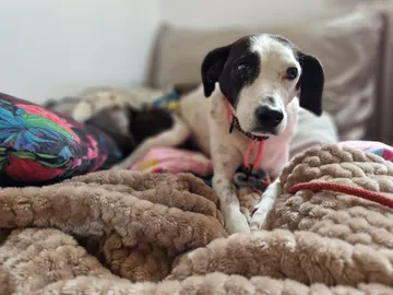 Dylan, rescuehund i Skellefteå, bild 1