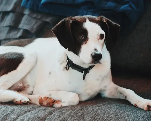 Dylan, blandras som söker hem via Ohana Rescue och finns i Skellefteå