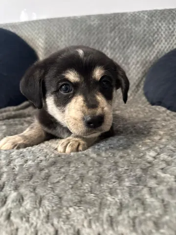 Ebba, rescuehund i Polen, bild 4
