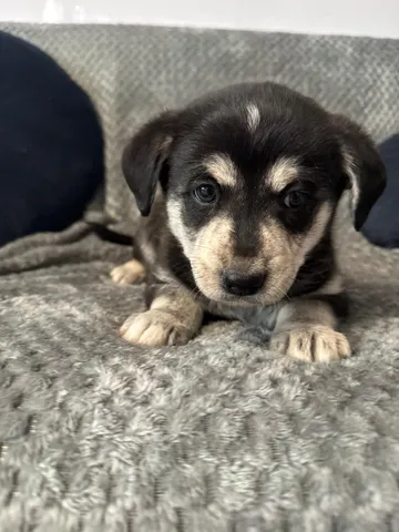 Ebba, rescuehund i Polen, bild 5