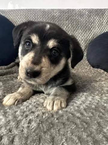 Ebba, rescuehund i Polen, bild 6