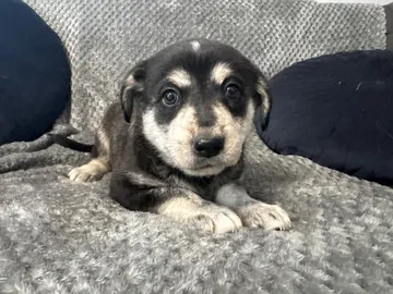Ebba, rescuehund i Polen, bild 7