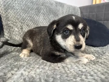 Ebba, rescuehund i Polen, bild 8