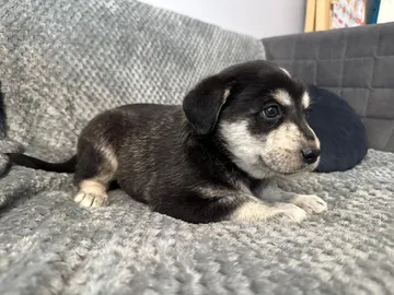 Ebba, rescuehund i Polen, bild 9
