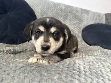 Ebba, rescuehund i Polen, bild 10