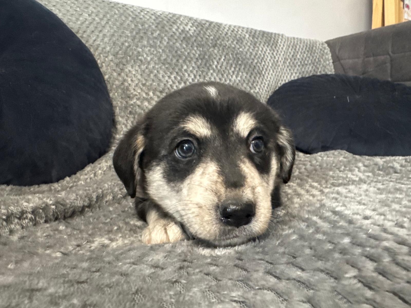 Ebba, rescuehund i Polen, bild 1