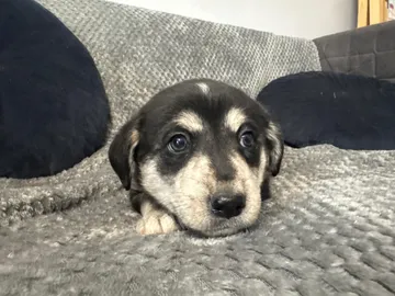 Ebba, rescuehund i Polen, bild 1