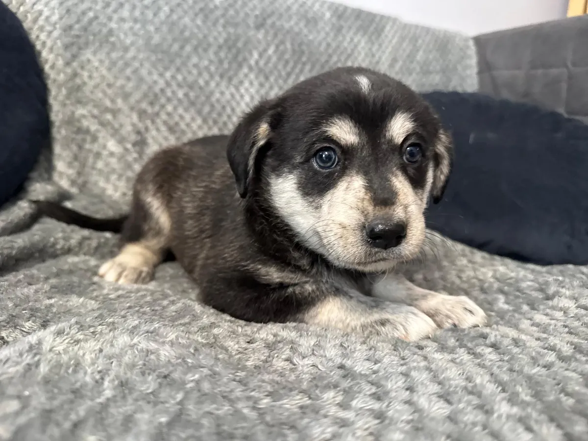 Ebba, labradorblandning som söker hem via Ohana Rescue och finns i Polen