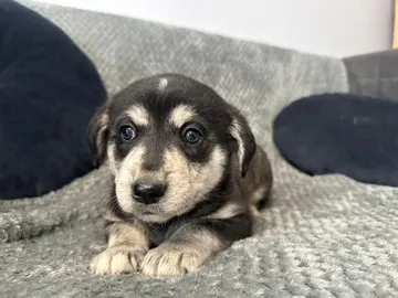 Ebba, rescuehund i Polen, bild 3