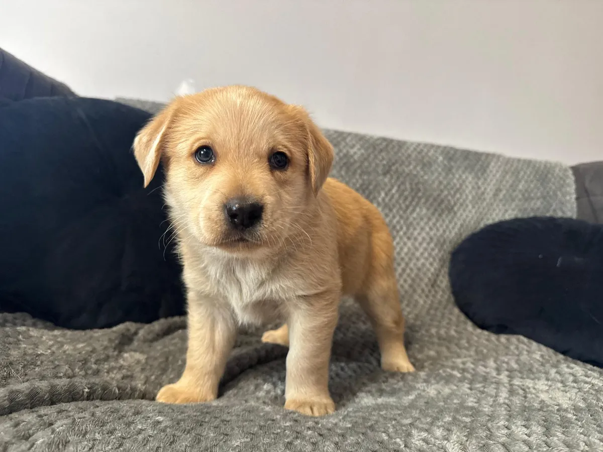 Elsa, labradorblandning som söker hem via Ohana Rescue och finns i Polen