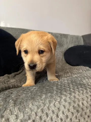 Elsa, rescuehund i Polen, bild 4