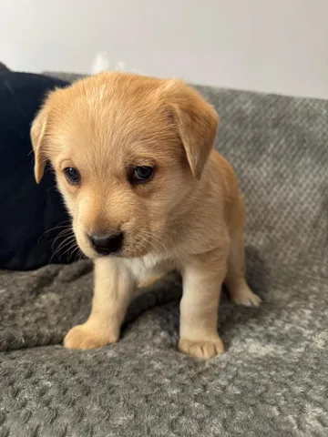Elsa, rescuehund i Polen, bild 5