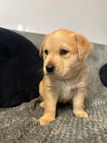 Elsa, rescuehund i Polen, bild 2
