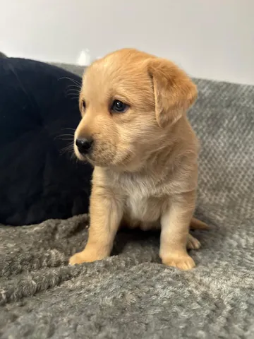 Elsa, rescuehund i Polen, bild 1