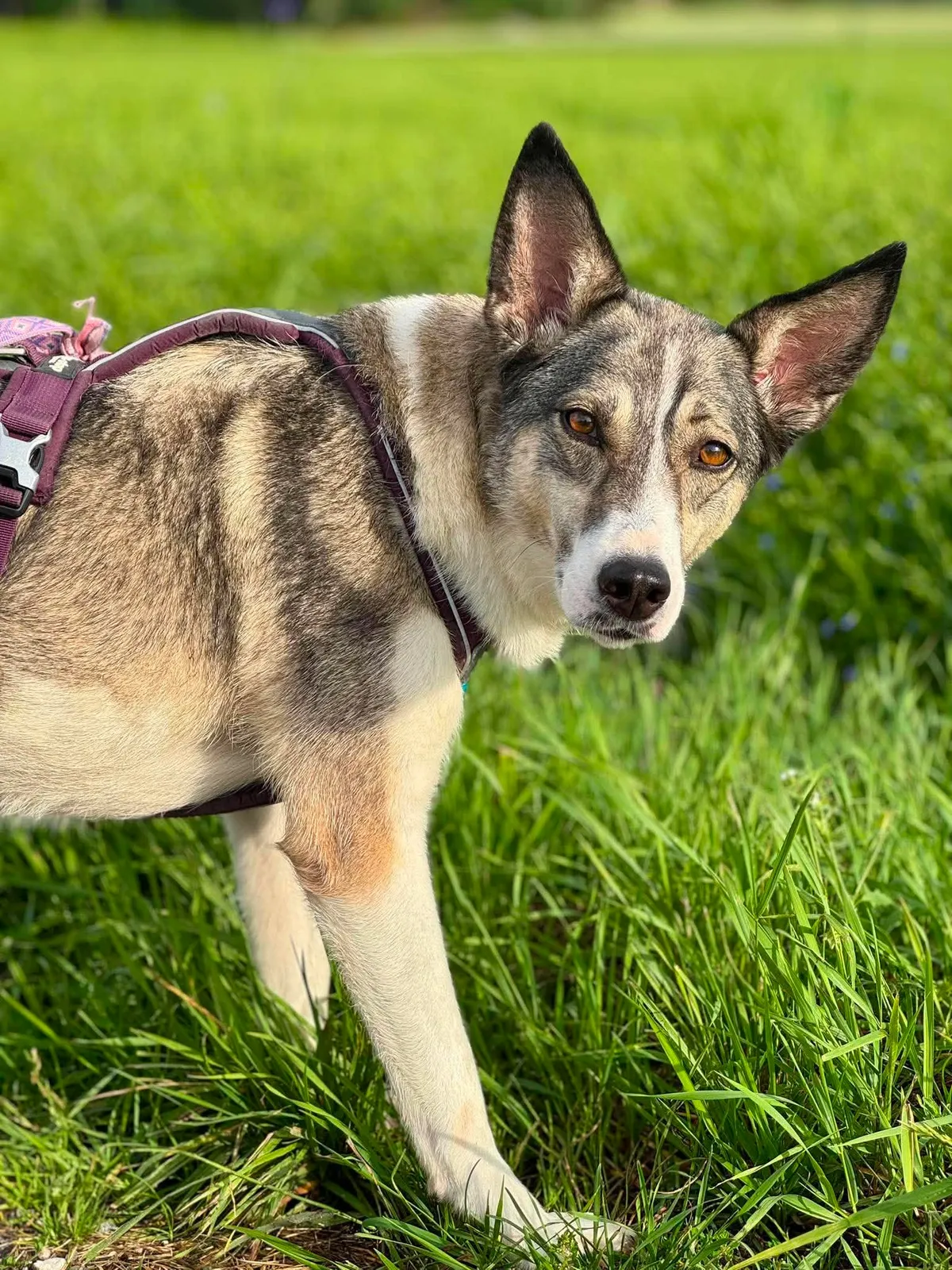 Emma, profilbild för omplaceringshund