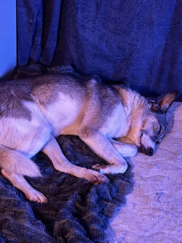 Emma, rescuehund i Norrköping, bild 10