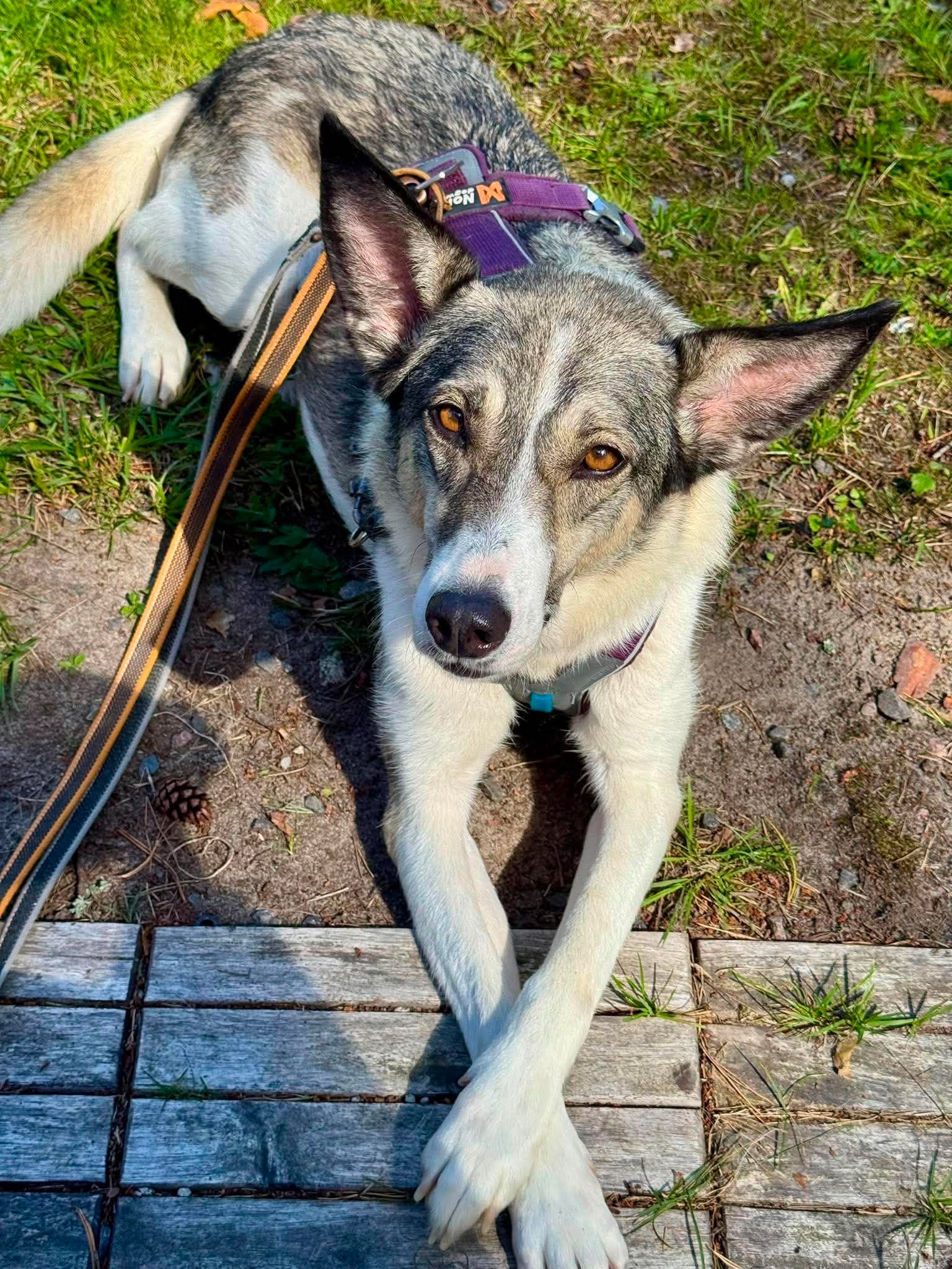 Emma, rescuehund i Norrköping, bild 1