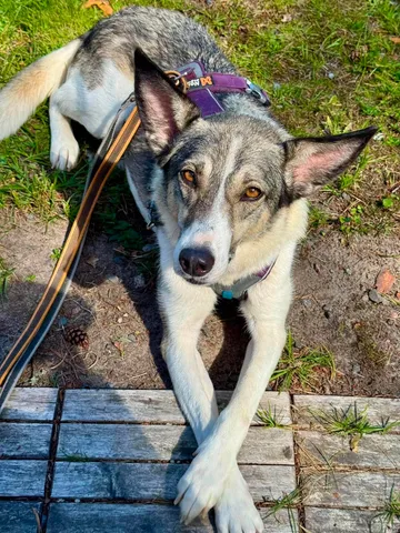 Emma, rescuehund i Norrköping, bild 1